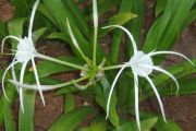 White flowers2