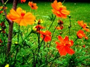 Orange flowers