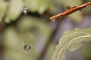 rain