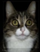 ������� :)