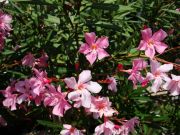 with very nice flowers