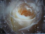 ,  2008 239