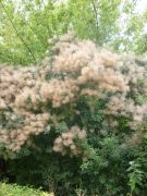 L'arbre le magnifique duveteux