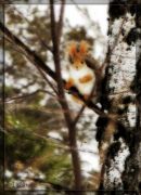 ��� �������� :)