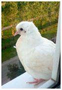 одинокий голубь на карнизе за окном...