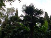 SDC11491