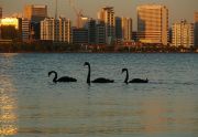 3 Black Swans& Perth1