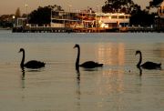 3 Black Swans