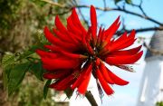 Flame tree flower