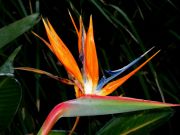 Birds of Paradise