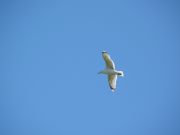 Seagull