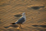 Seagull #3