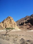 lonely desert tree