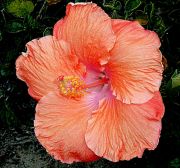 Hibiscus1