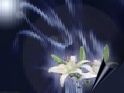 �������� �����