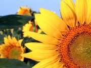 Sunflower, Clantonia,