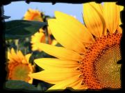 Sunflower, Clantonia!!,