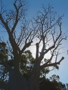 750 years old tree