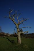 lyme tree