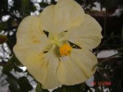 ABUTILON HYBRID