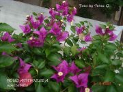 BOUGAINVILLEA   spectabilis  