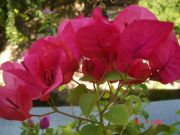BOUGAINVILLEE RUBY ANA