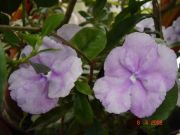 BRUNFELSIA CALYCINA