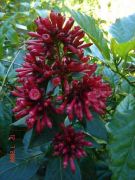 CESTRUM NEWELLI