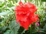 HIBISCUS HYBRID