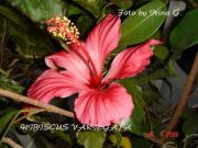 HIBISCUS VARIEGATA  flower