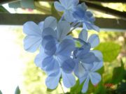PLUMBAGO CAPENSIS OUTREMER