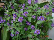 SOLANUM RANTONETTI