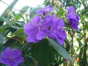 TIBOUCHINA urvilleana