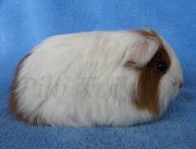 Wilma1