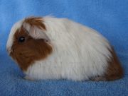 Wilma2