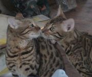 bormanrys2