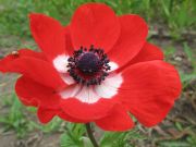 ����� ���������