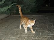 �������� ����� (���� ��� ������)