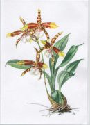 Rossioglossum grande-2