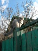 Кот