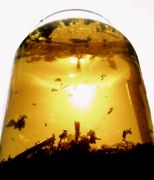 ��������� �����