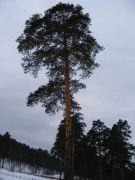 DSCF1533