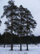 DSCF1537
