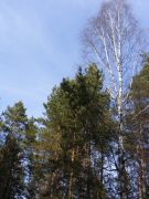 DSCF1595