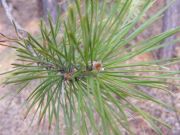 DSCF1673