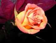 DSCF1340