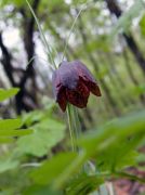 Fritillaria