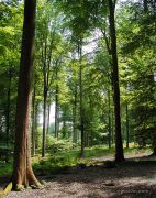 Foret de Soigne