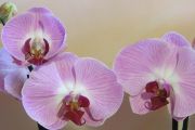 phalaenopsis