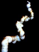 � ����� ���-���